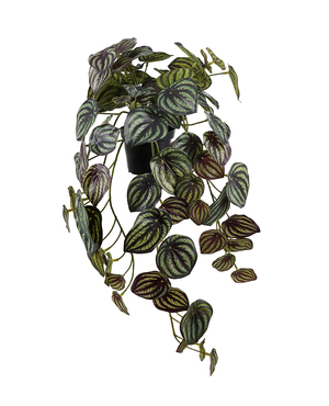 PEPEROMIA 45 CM