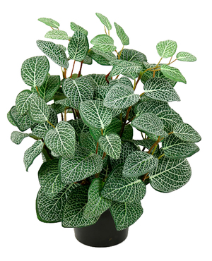 FITTONIA 34 CM